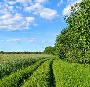 Photo of agricultural buffer zones practice