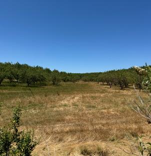 Photo of orchard swale rewilding practice